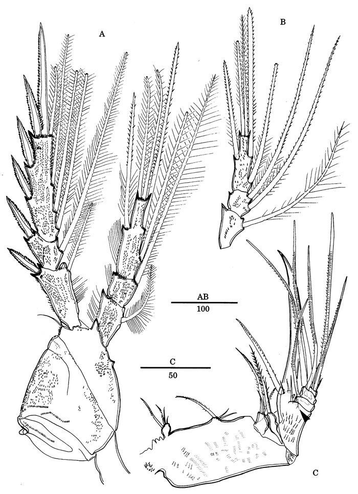 Espce Nudivorax todai - Planche 6 de figures morphologiques