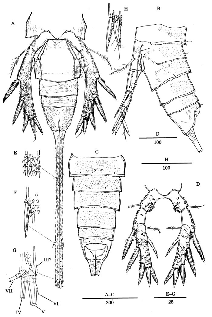 Species Nudivorax todai - Plate 7 of morphological figures