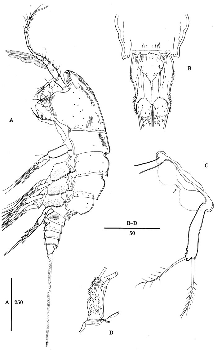 Species Nudivorax todai - Plate 8 of morphological figures