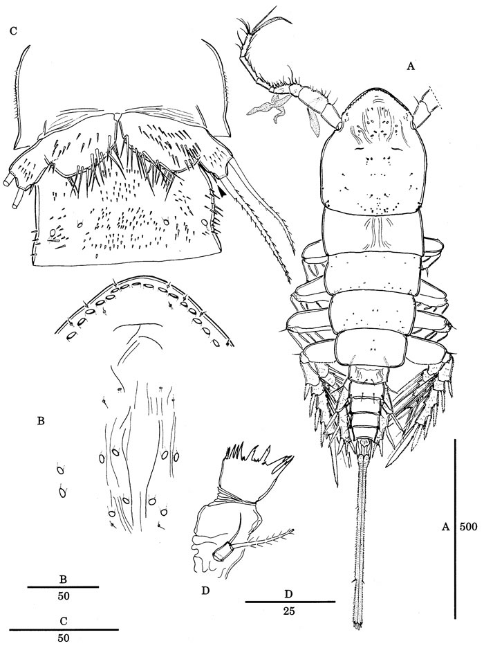 Species Nudivorax todai - Plate 9 of morphological figures