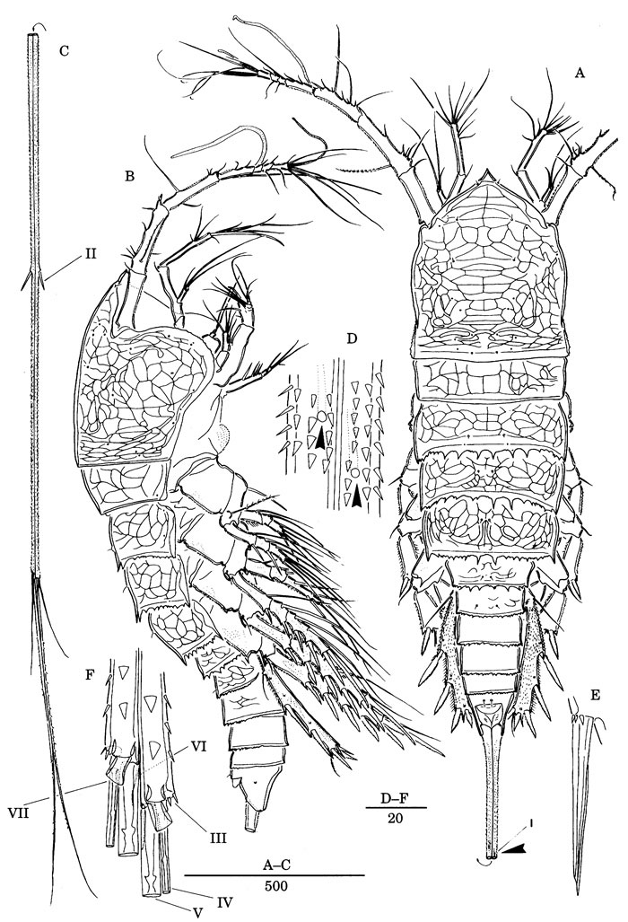 Species Scabrantenna yooi - Plate 1 of morphological figures