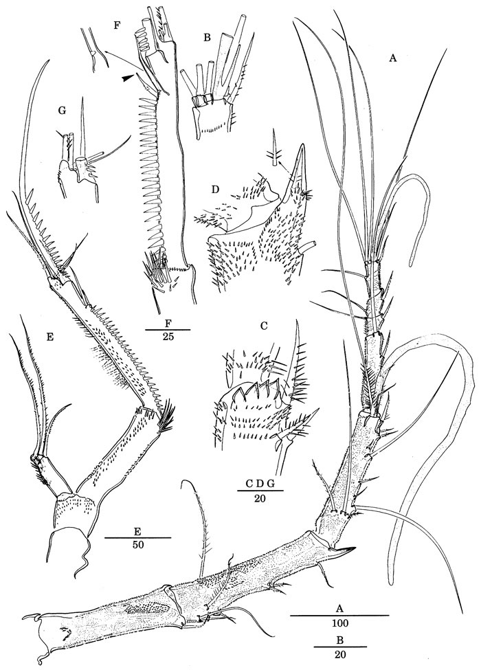 Species Scabrantenna yooi - Plate 3 of morphological figures