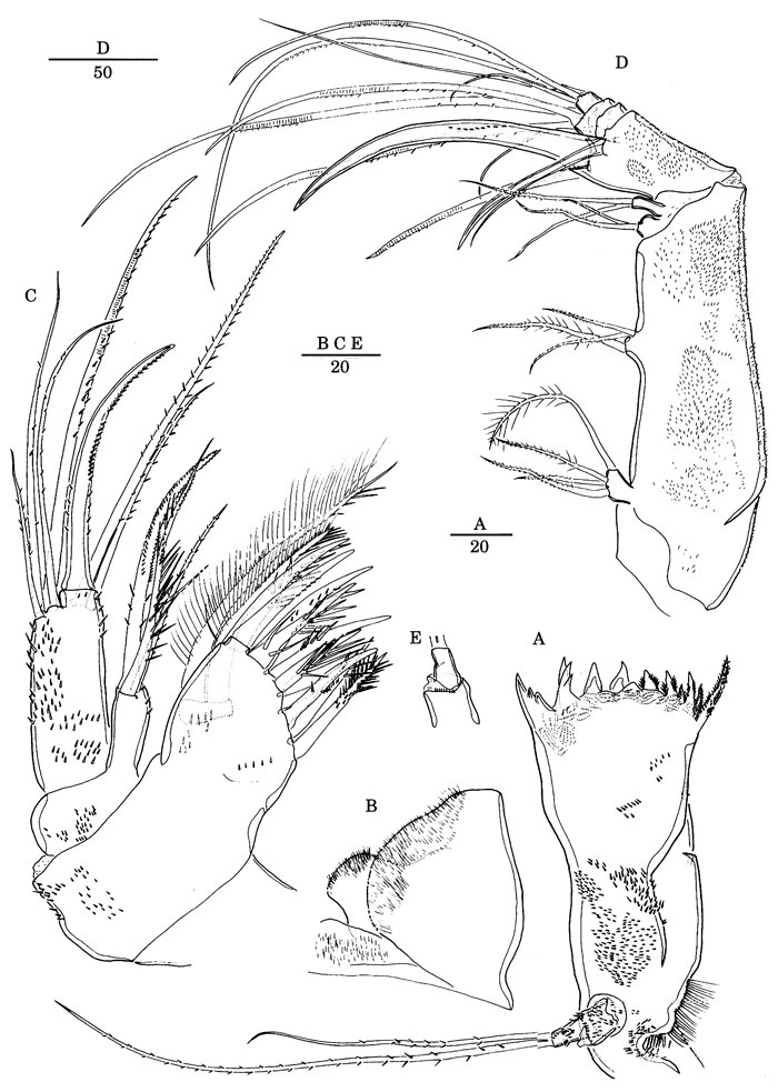 Species Scabrantenna yooi - Plate 4 of morphological figures