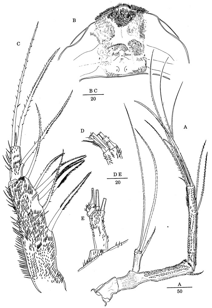 Species Scabrantenna yooi - Plate 5 of morphological figures