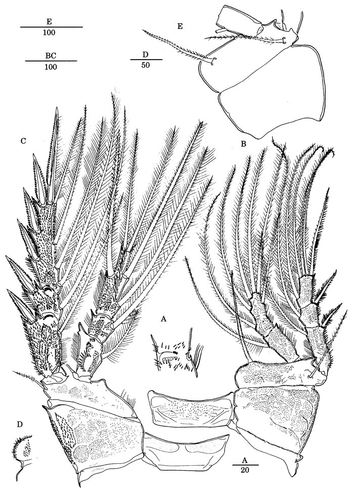 Species Scabrantenna yooi - Plate 6 of morphological figures