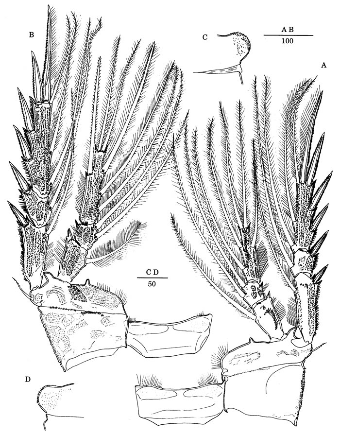 Species Scabrantenna yooi - Plate 7 of morphological figures