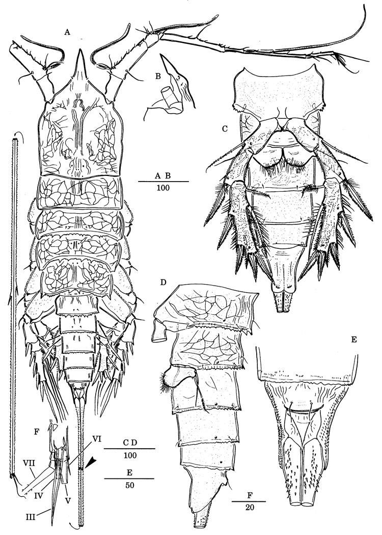 Species Scabrantenna yooi - Plate 8 of morphological figures