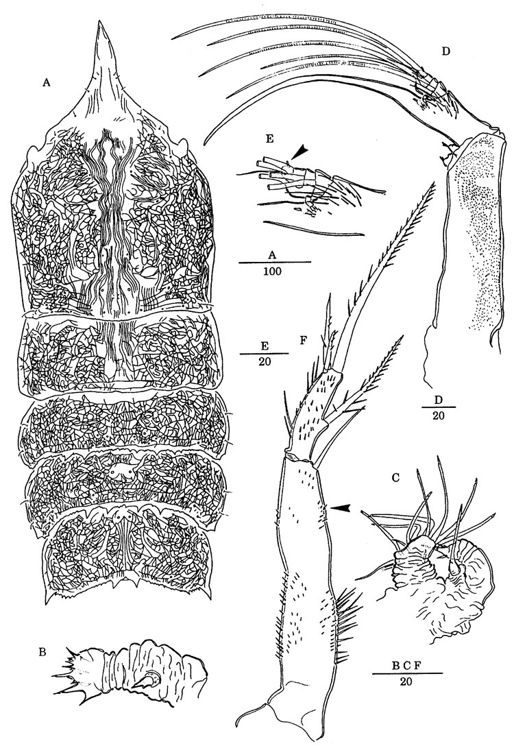 Species Scabrantenna yooi - Plate 9 of morphological figures