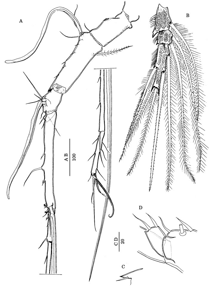 Species Scabrantenna yooi - Plate 10 of morphological figures