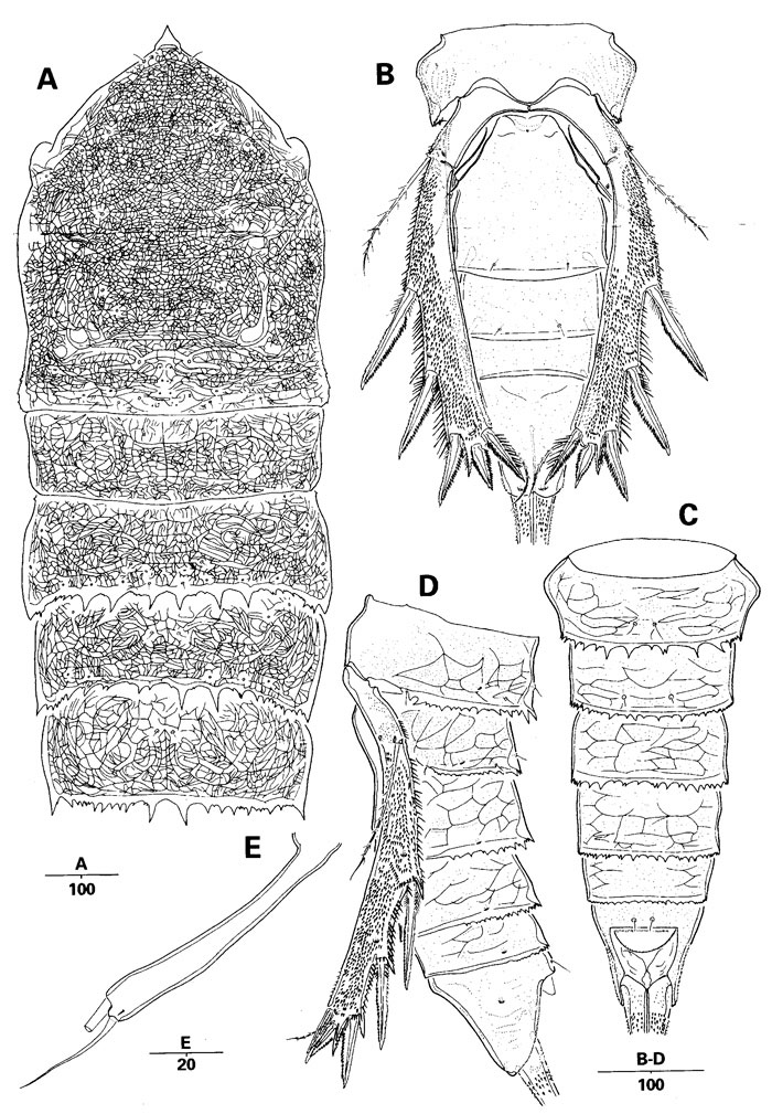 Species Scabrantenna yooi - Plate 2 of morphological figures