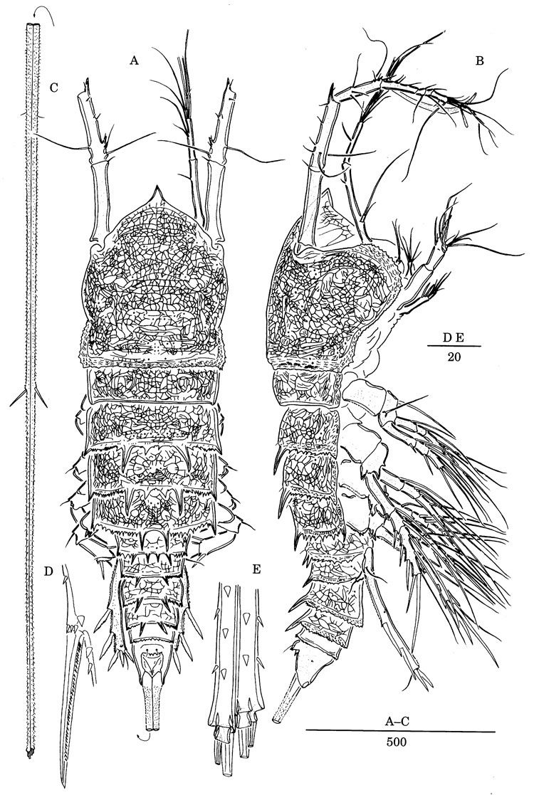 Espce Jamstecia terazakii - Planche 1 de figures morphologiques