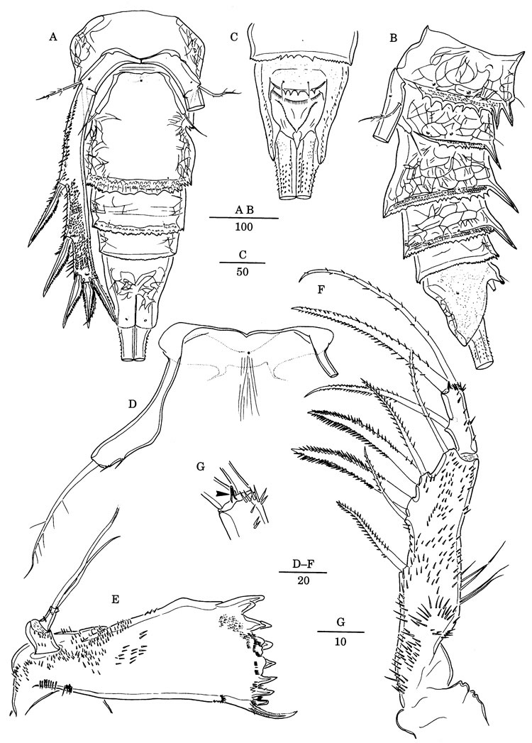 Espce Jamstecia terazakii - Planche 2 de figures morphologiques
