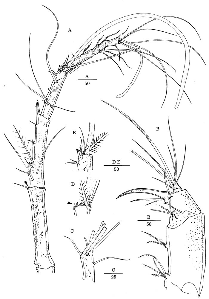 Espce Jamstecia terazakii - Planche 3 de figures morphologiques