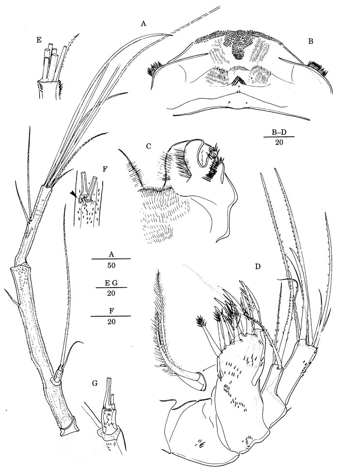 Species Jamstecia terazakii - Plate 4 of morphological figures