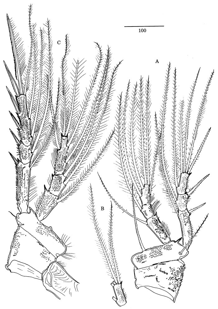 Species Jamstecia terazakii - Plate 5 of morphological figures