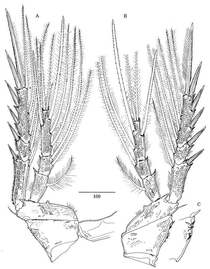 Species Jamstecia terazakii - Plate 6 of morphological figures