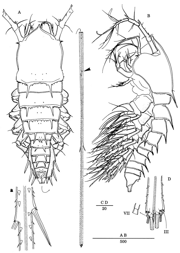 Espce Andromastax cephaloceratus - Planche 1 de figures morphologiques