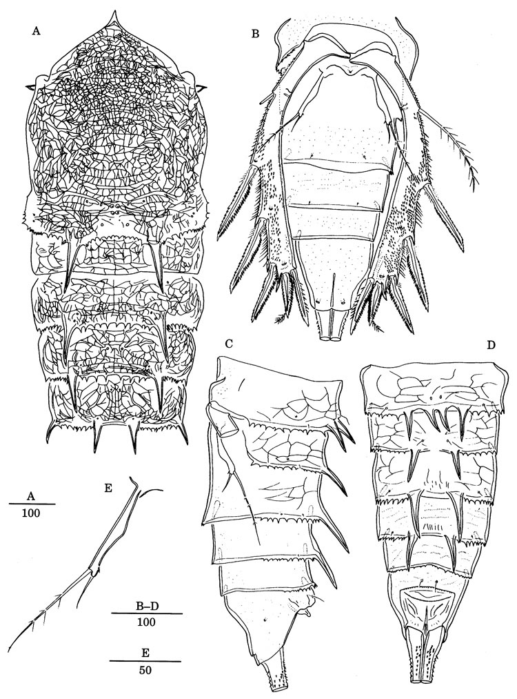 Espce Andromastax cephaloceratus - Planche 2 de figures morphologiques