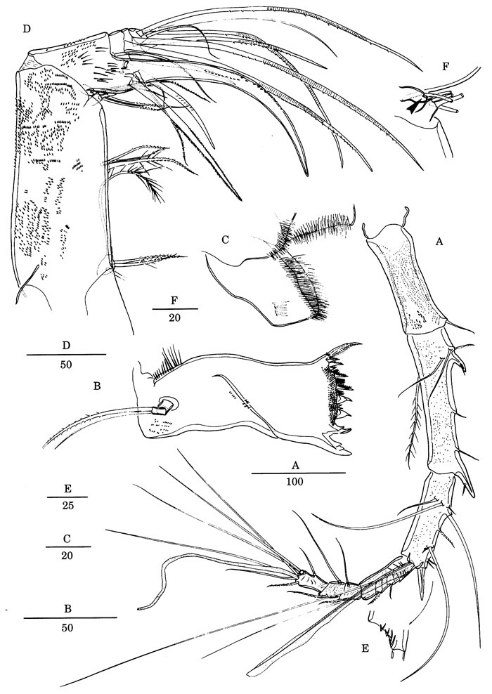 Espce Andromastax cephaloceratus - Planche 3 de figures morphologiques