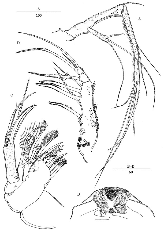 Espce Andromastax cephaloceratus - Planche 4 de figures morphologiques