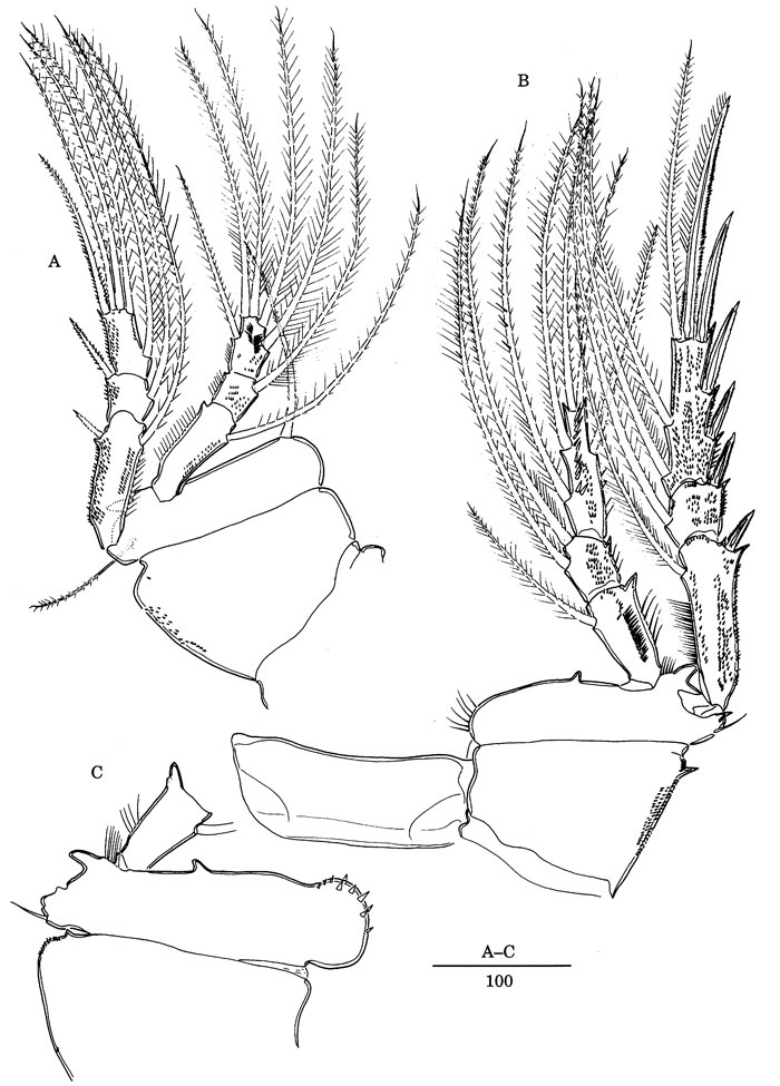 Species Andromastax cephaloceratus - Plate 5 of morphological figures