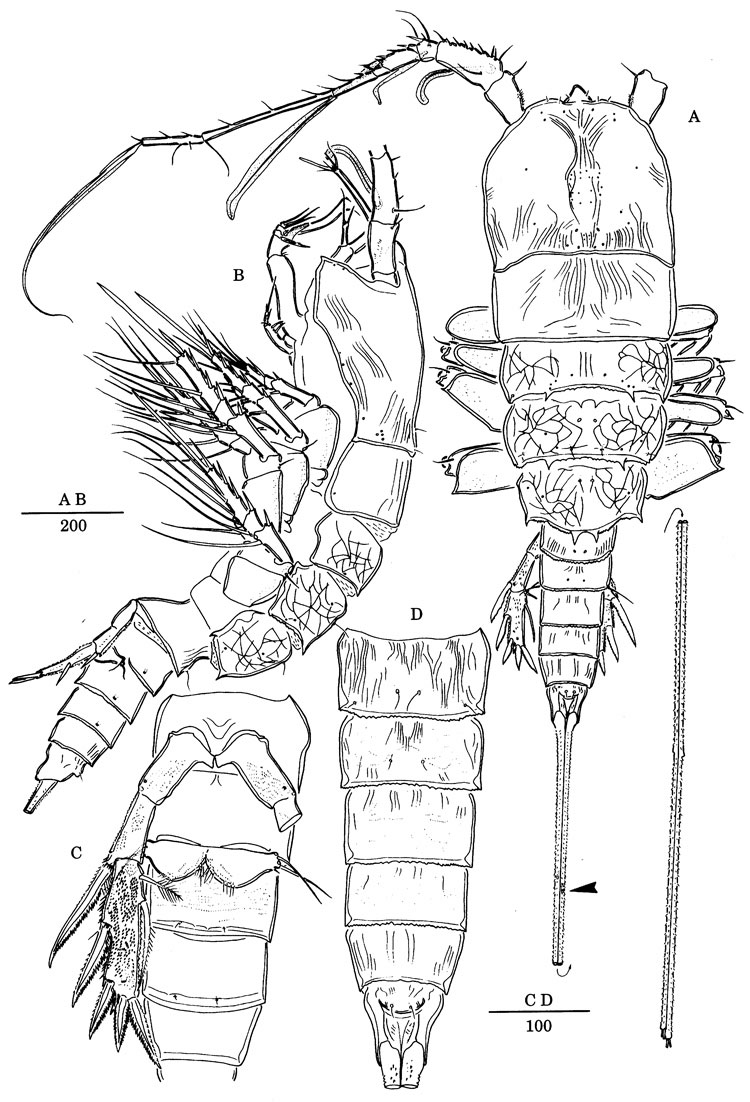 Espce Andromastax cephaloceratus - Planche 7 de figures morphologiques