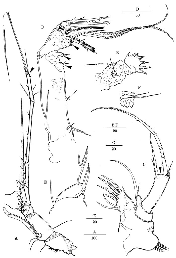 Espce Andromastax cephaloceratus - Planche 8 de figures morphologiques