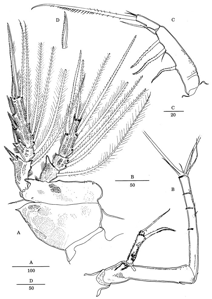 Species Andromastax cephaloceratus - Plate 9 of morphological figures