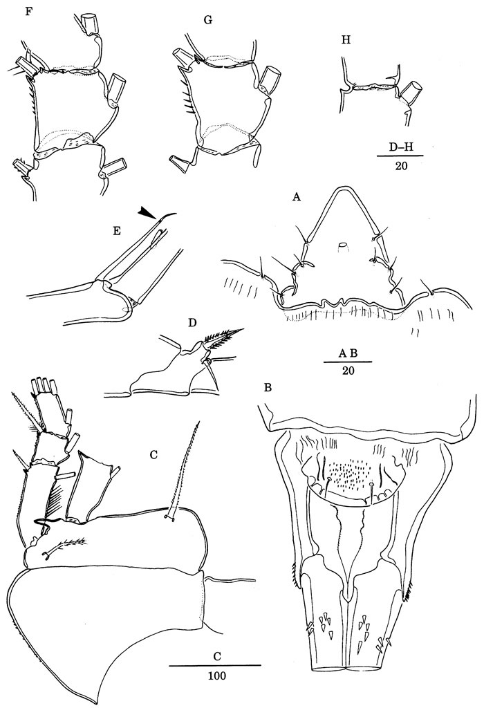 Espce Andromastax cephaloceratus - Planche 10 de figures morphologiques