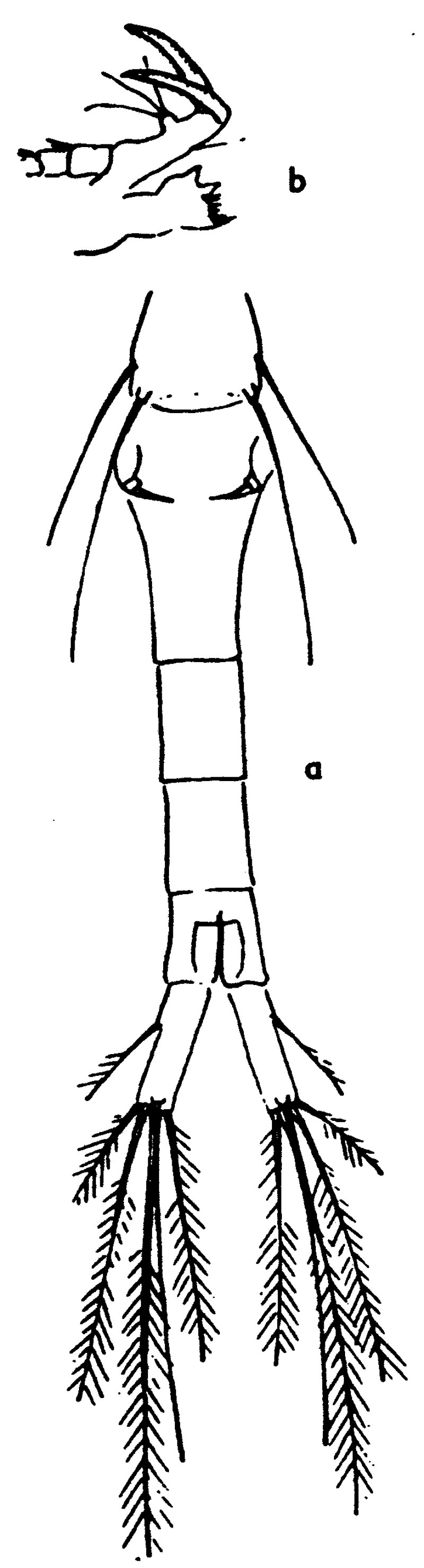 Espce Oithona alvarezi - Planche 1 de figures morphologiques