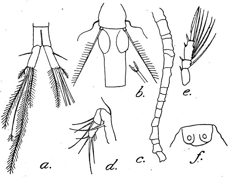 Species Oithona dissimilis - Plate 5 of morphological figures