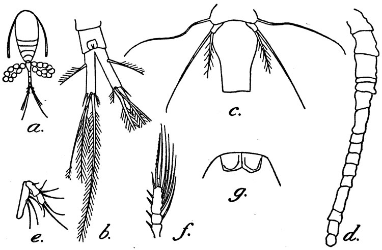 Species Dioithona indogallica - Plate 1 of morphological figures