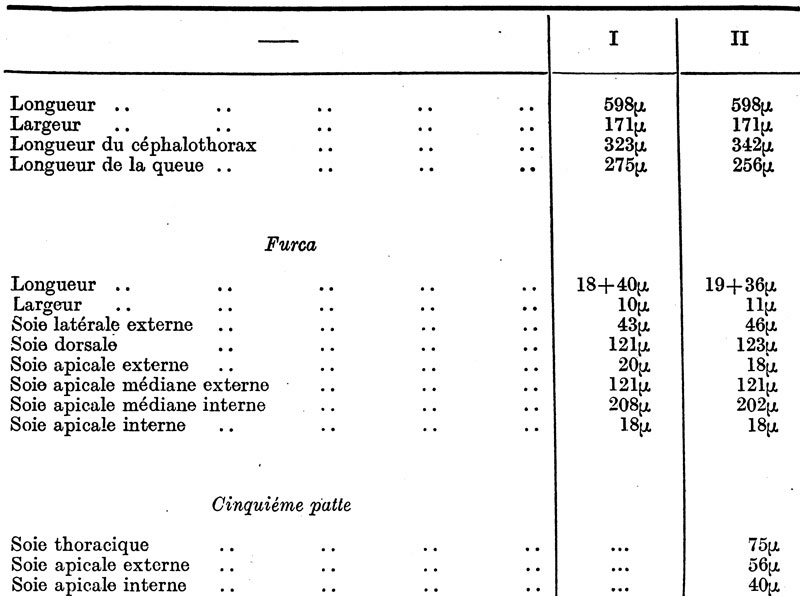 Espce Dioithona indogallica - Planche 2 de figures morphologiques