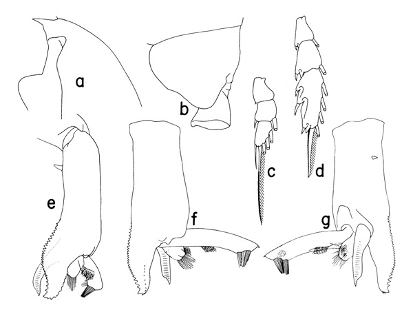 Espce Paraeuchaeta abbreviata - Planche 2 de figures morphologiques
