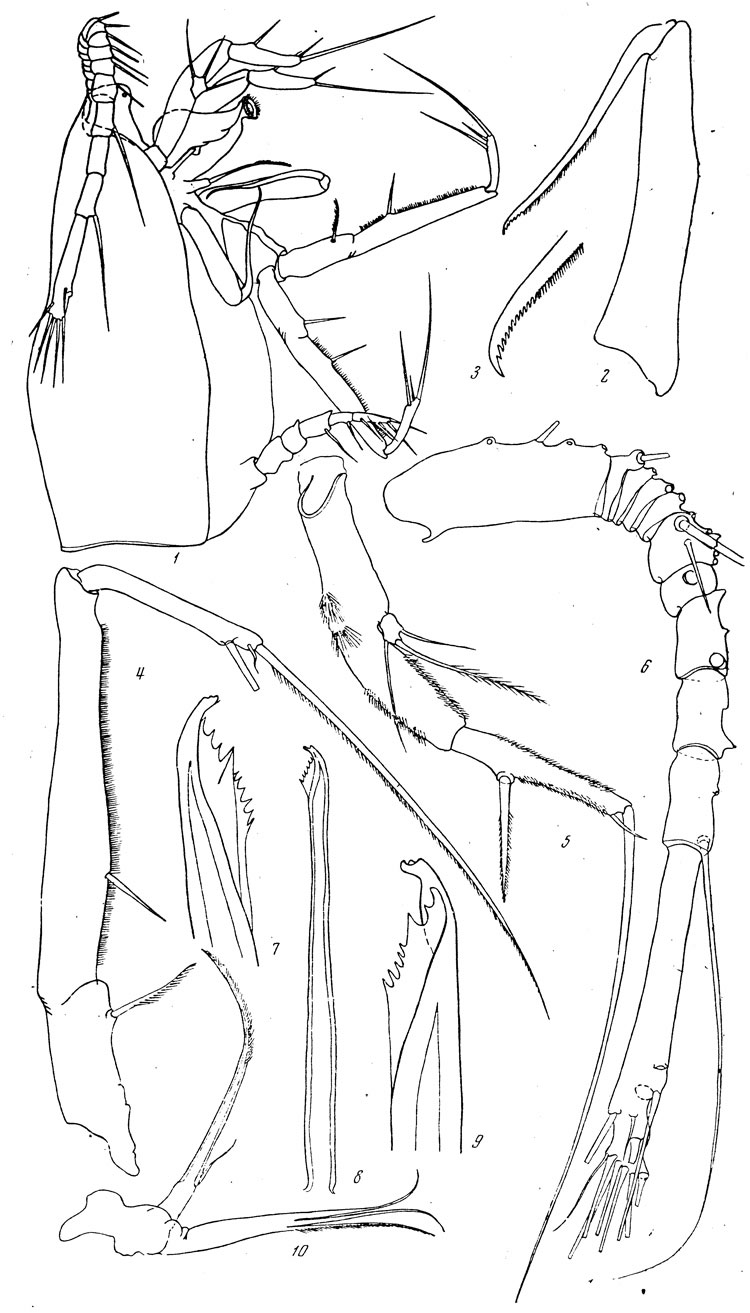 Espce Hyalopontius pleurospinosus - Planche 2 de figures morphologiques