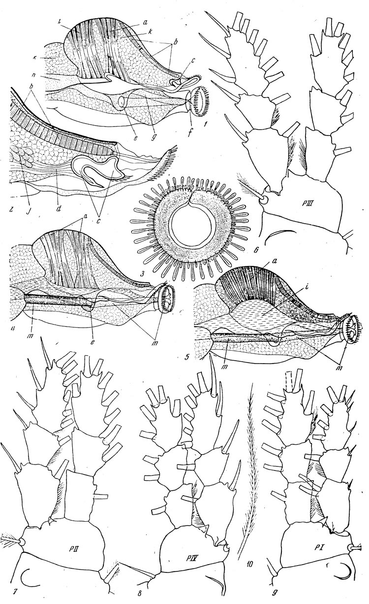 Espce Hyalopontius pleurospinosus - Planche 3 de figures morphologiques