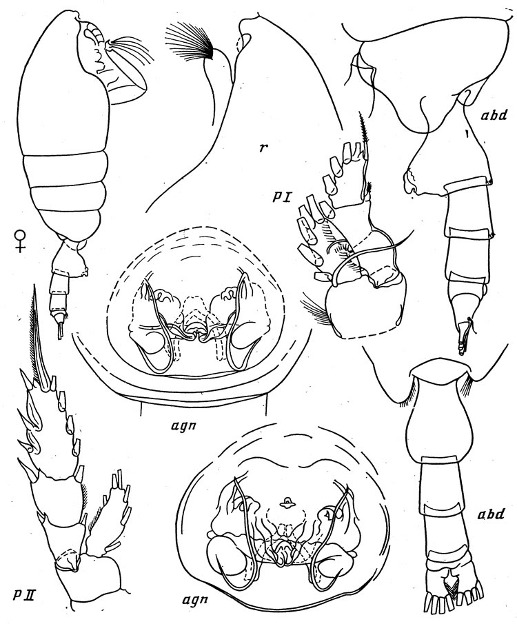 Species Paraeuchaeta rotundirostris - Plate 1 of morphological figures