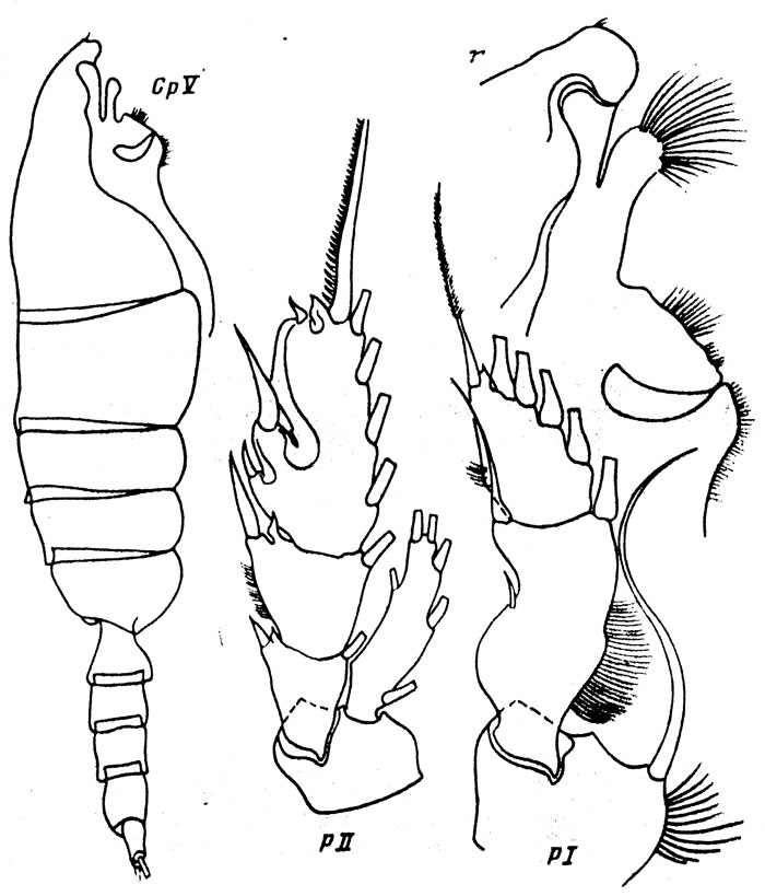 Espce Paraeuchaeta bulbirostris - Planche 1 de figures morphologiques