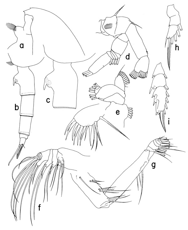 Espce Paraeuchaeta dactylifera - Planche 1 de figures morphologiques