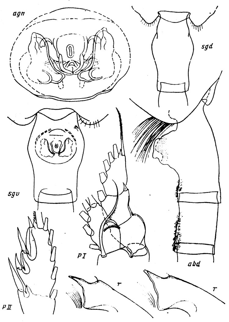 Espce Paraeuchaeta implicata - Planche 1 de figures morphologiques
