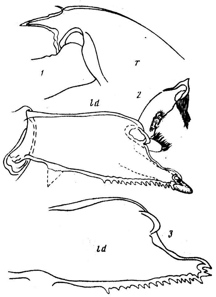 Species Paraeuchaeta abyssaloides - Plate 1 of morphological figures