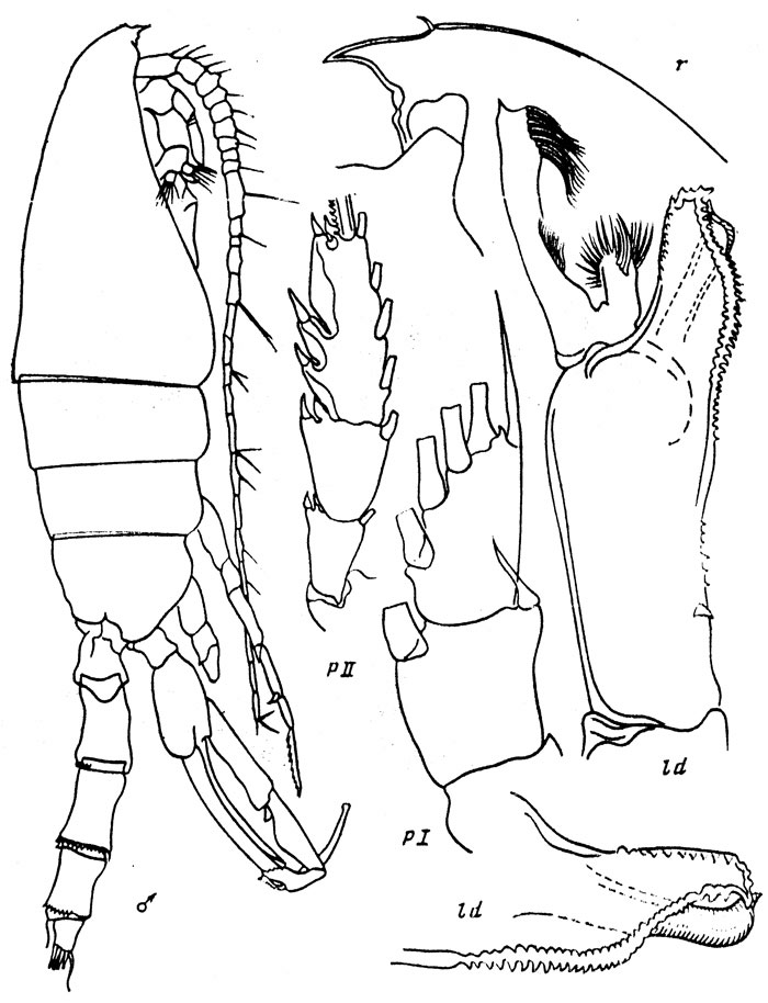 Espce Paraeuchaeta perplexa - Planche 1 de figures morphologiques