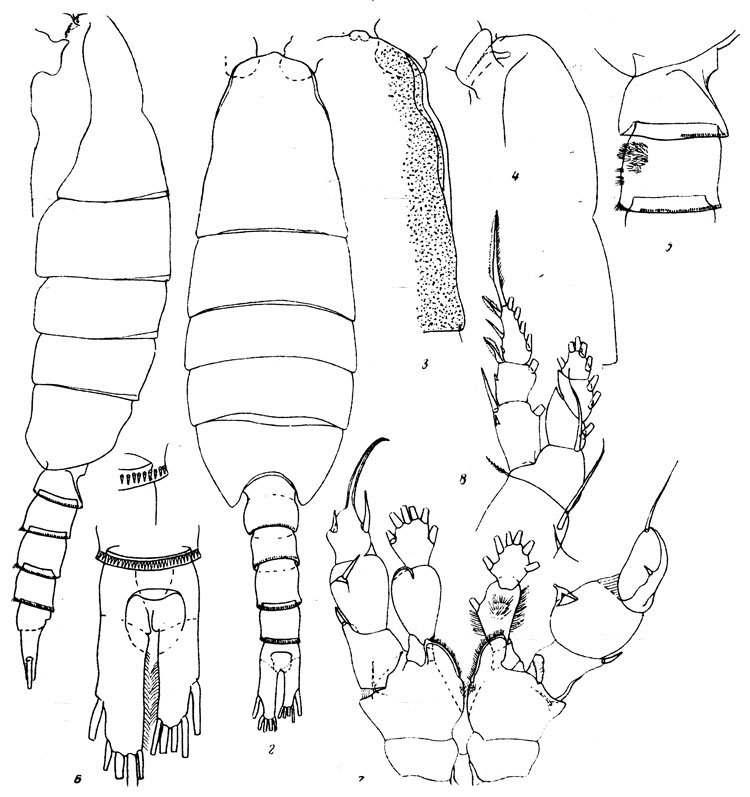 Espce Disseta magna - Planche 2 de figures morphologiques