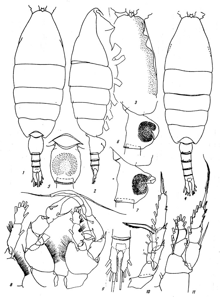Species Heterorhabdus egregius - Plate 3 of morphological figures