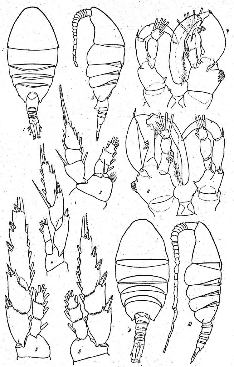 Espce Lucicutia ovalis - Planche 5 de figures morphologiques