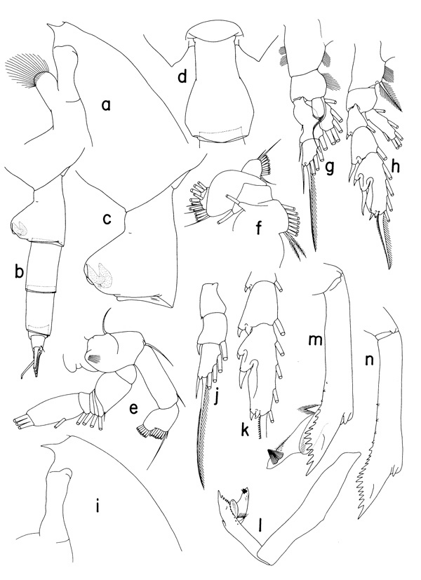 Espce Paraeuchaeta tonsa - Planche 1 de figures morphologiques