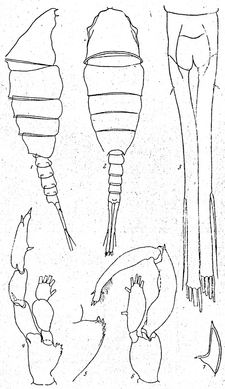 Species Lucicutia polaris - Plate 3 of morphological figures