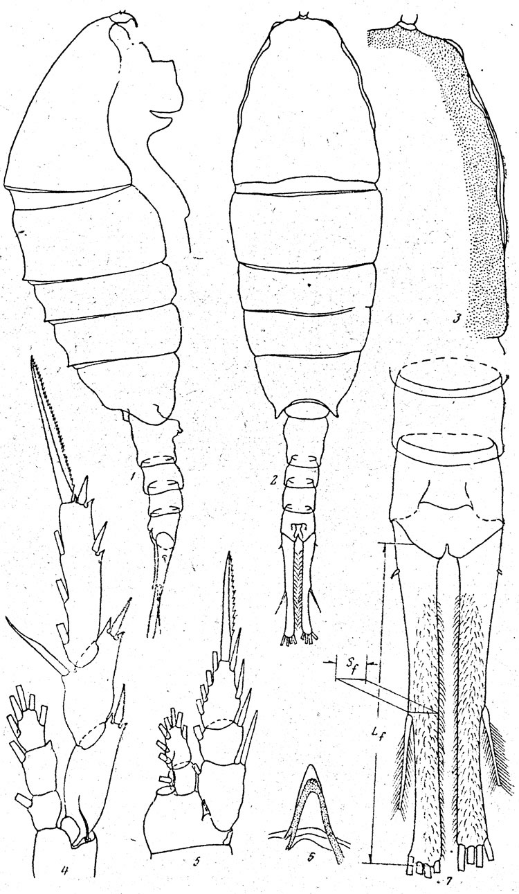 Species Lucicutia pseudopolaris - Plate 2 of morphological figures