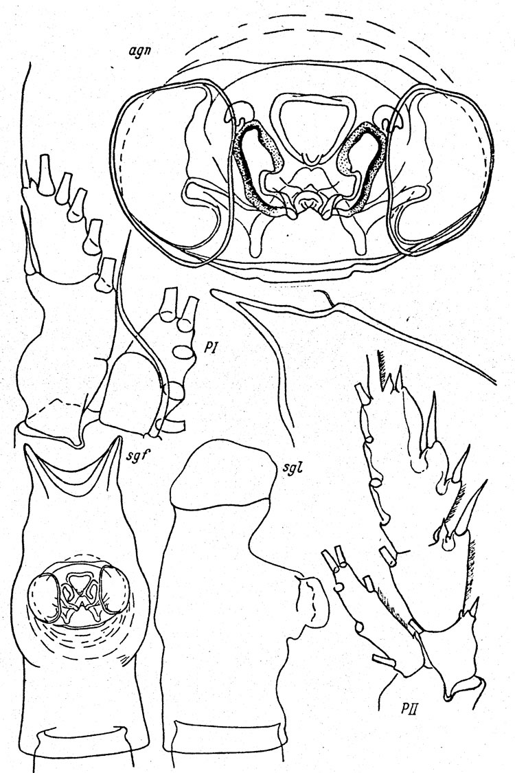 Species Paraeuchaeta confusa - Plate 4 of morphological figures