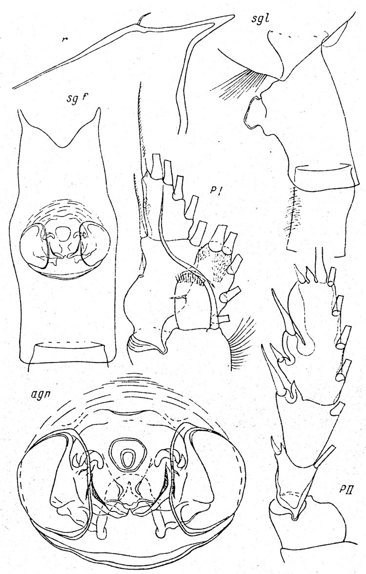 Species Paraeuchaeta kurilensis - Plate 4 of morphological figures